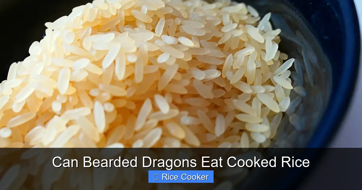 Can Bearded Dragons Eat Cooked Rice