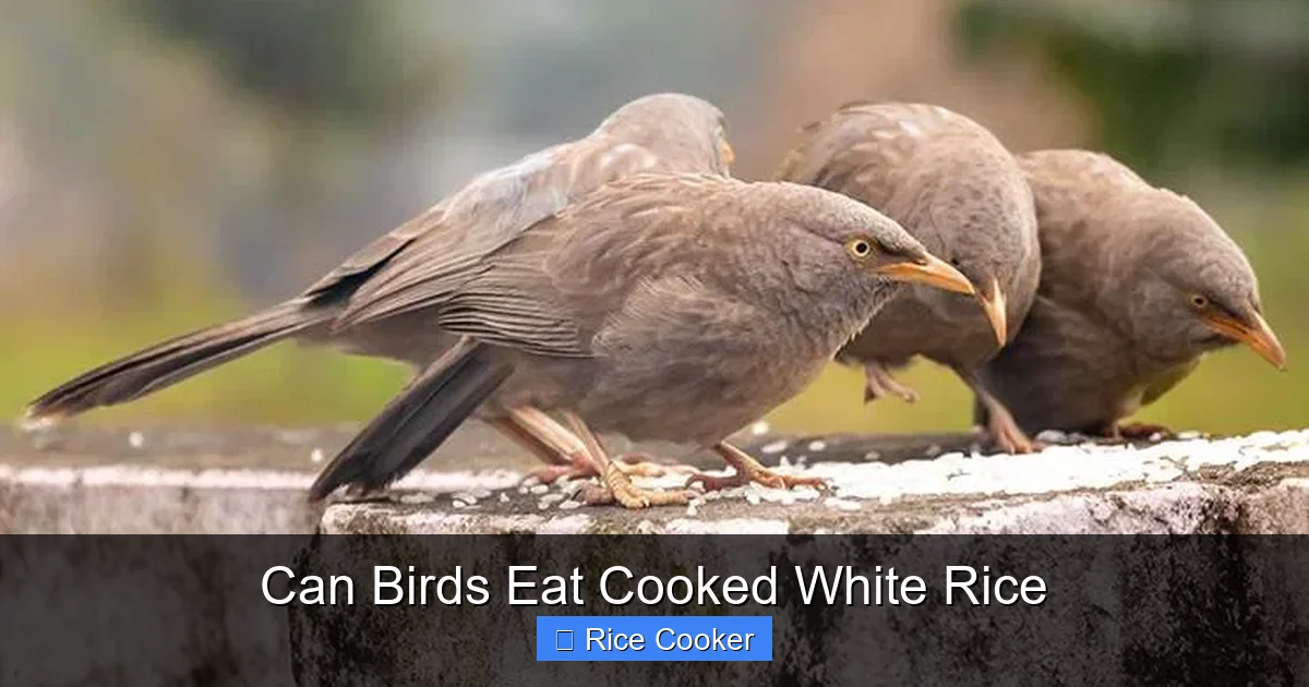 Can Birds Eat Cooked White Rice