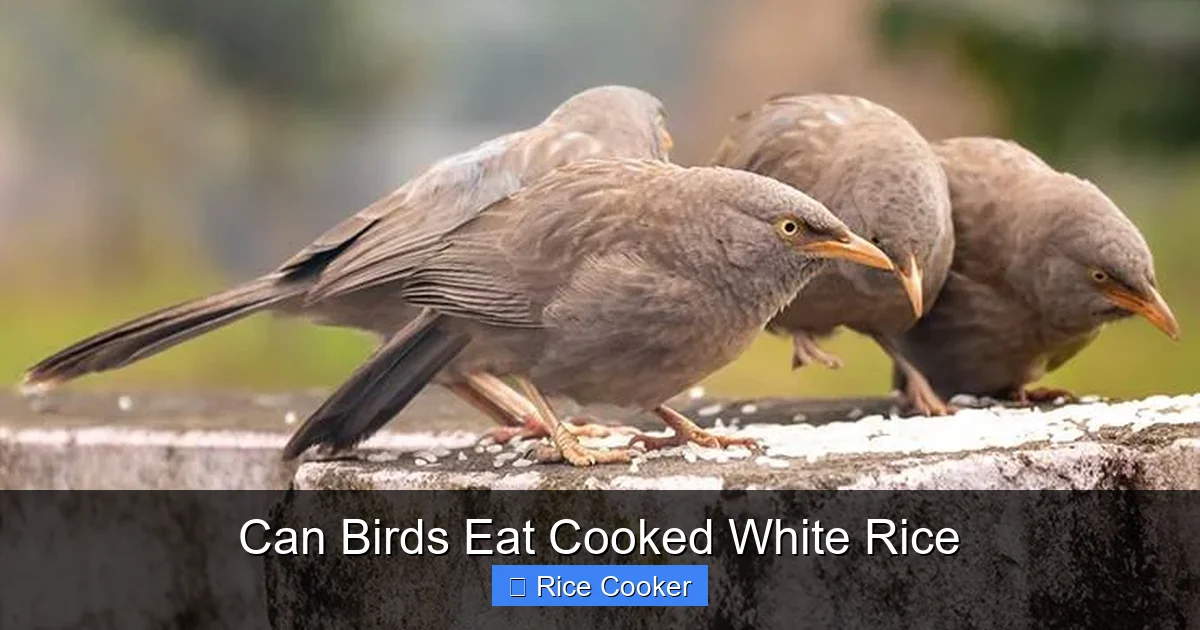 Can Birds Eat Cooked White Rice