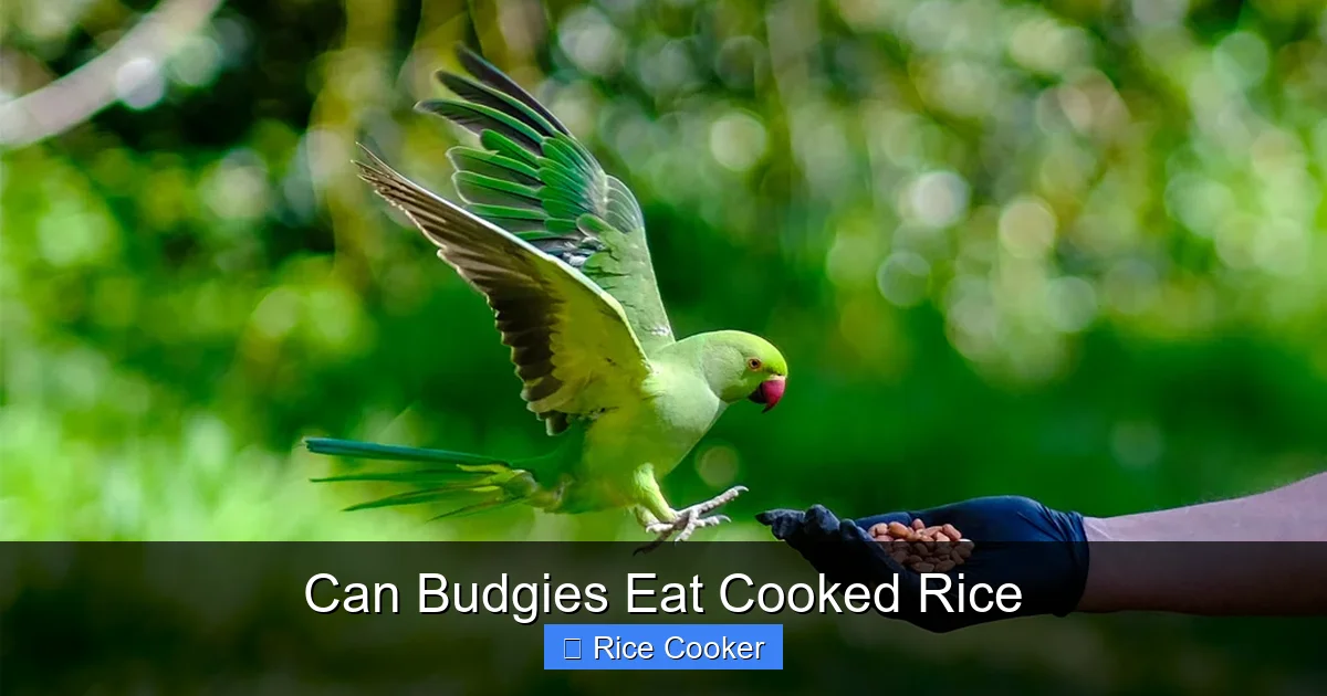 Can Budgies Eat Cooked Rice