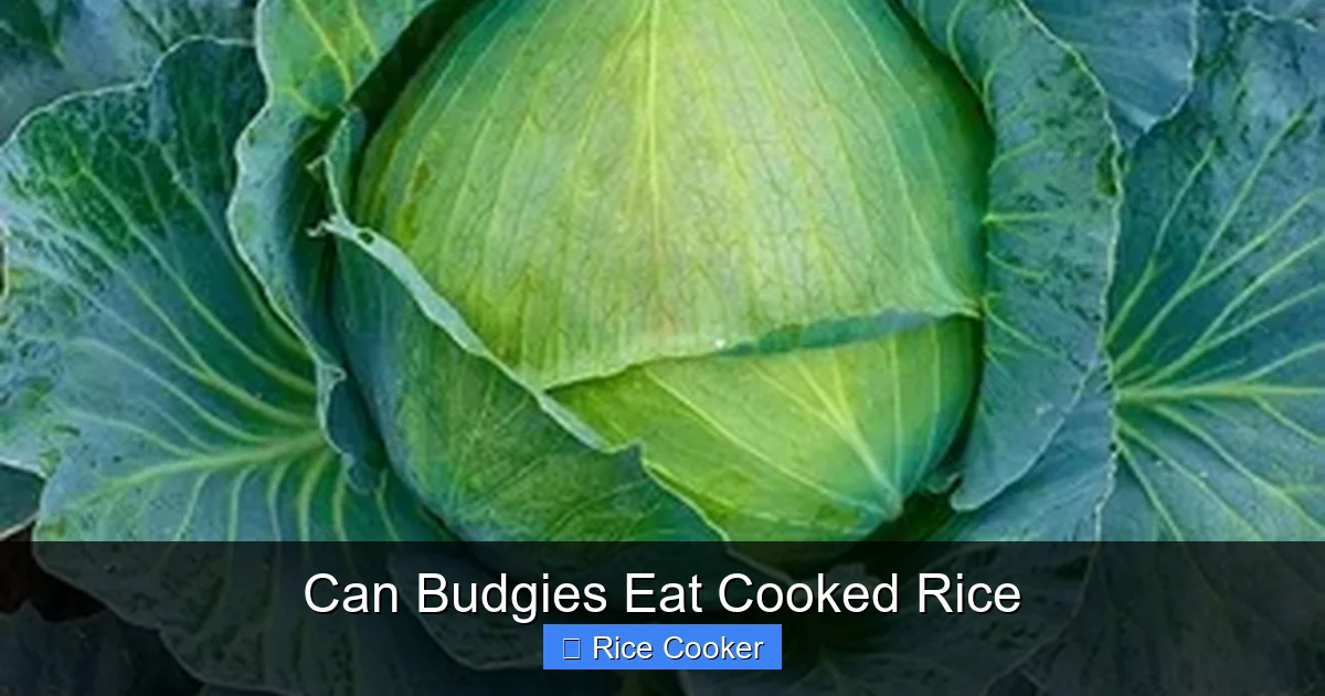 Can Budgies Eat Cooked Rice