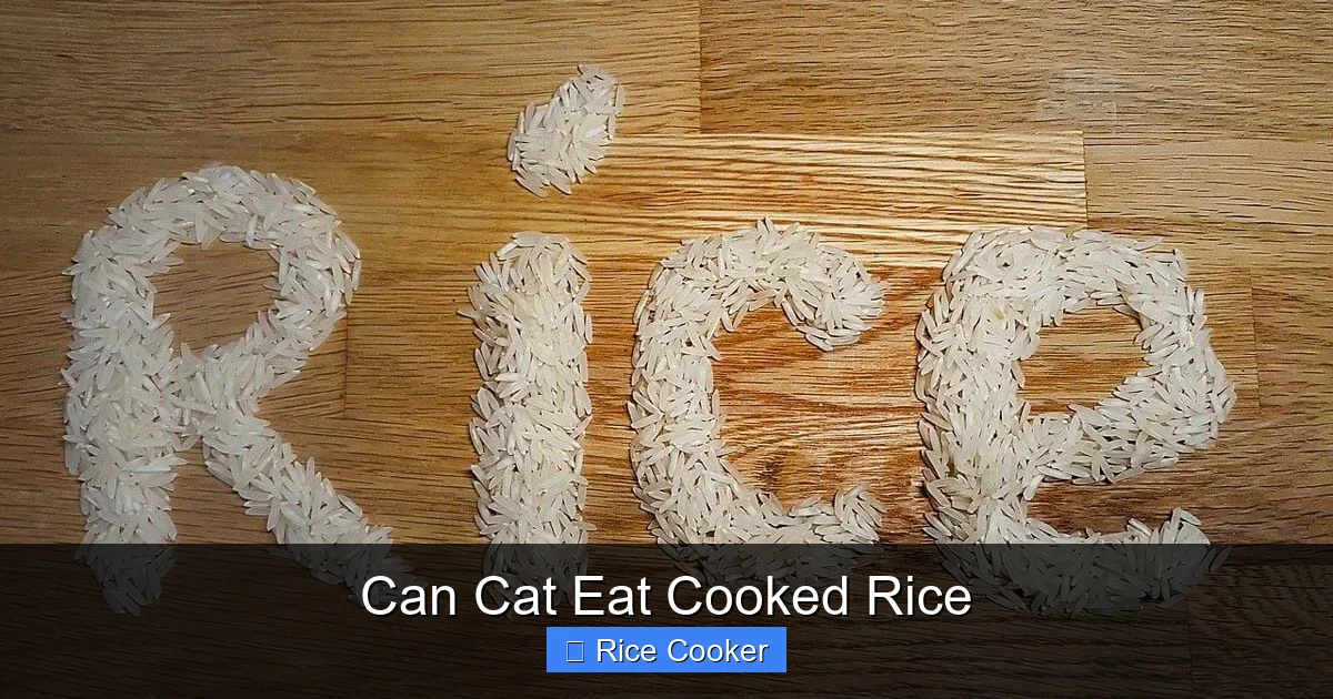 Can Cat Eat Cooked Rice