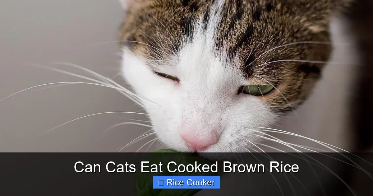 Can Cats Eat Cooked Brown Rice