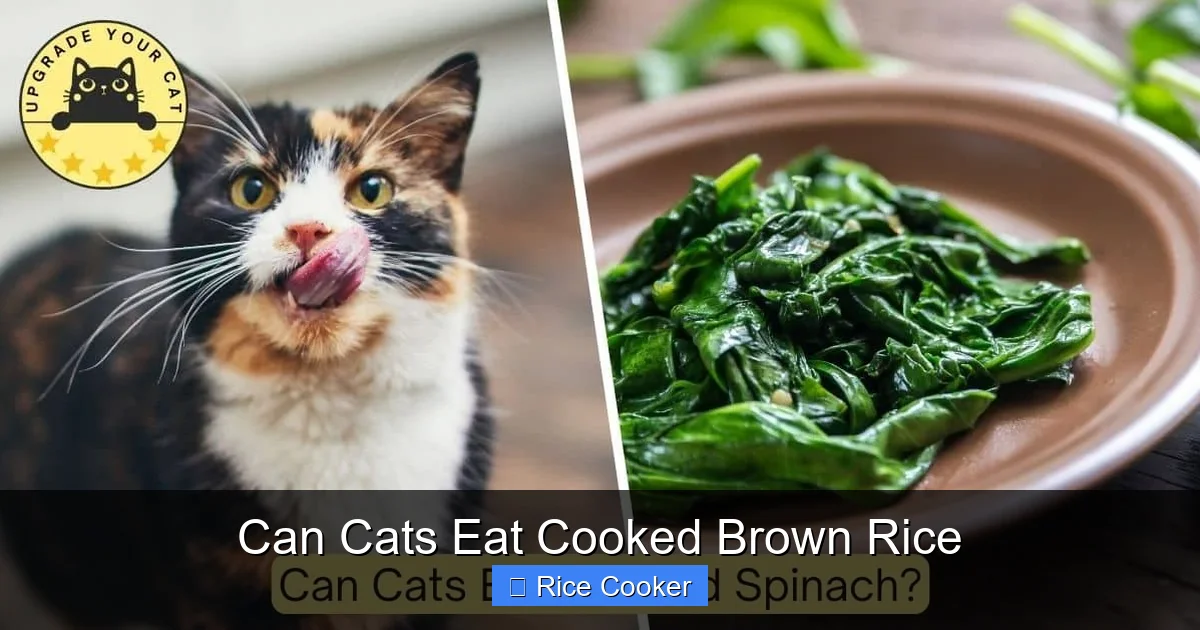 Can Cats Eat Cooked Brown Rice
