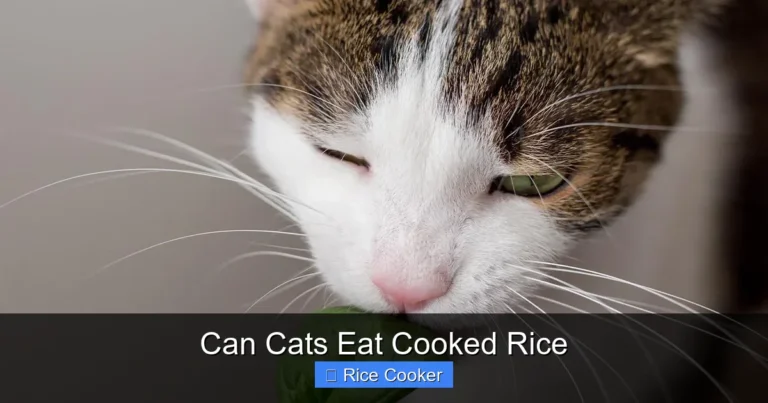 Can Cats Eat Cooked Rice