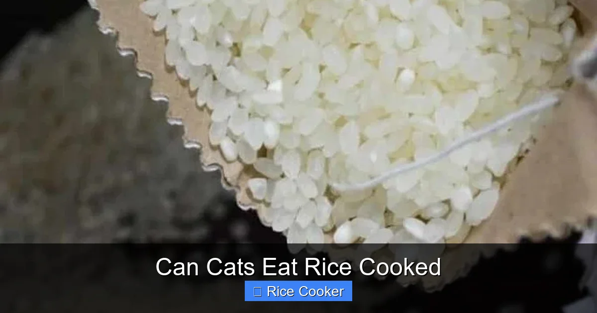 Can Cats Eat Rice Cooked