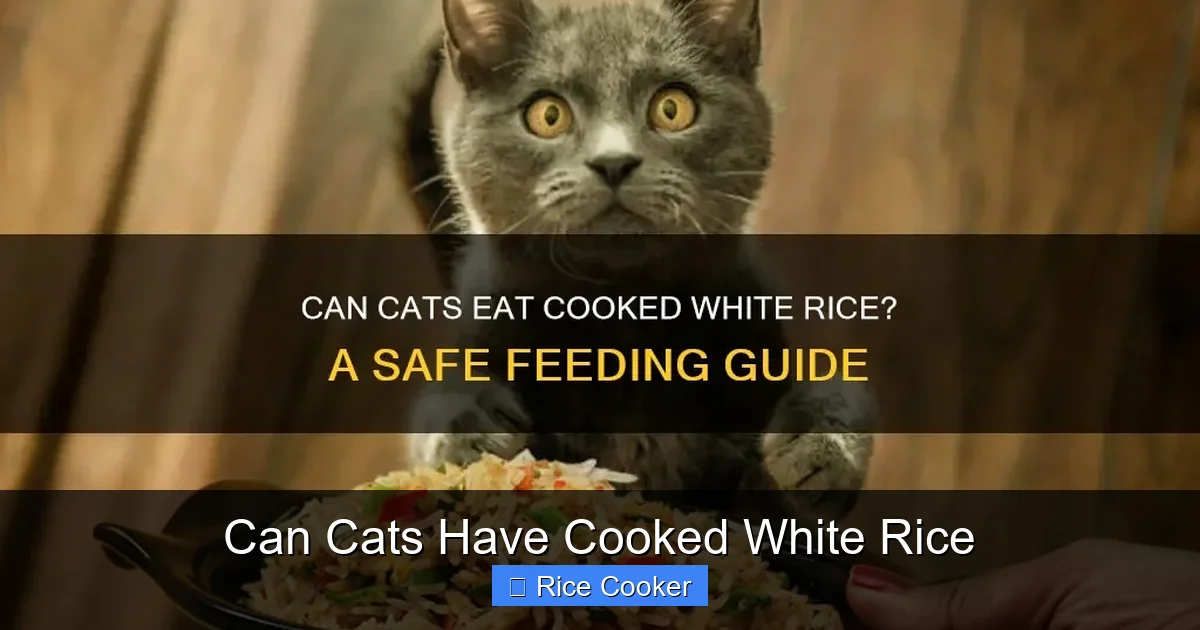Can Cats Have Cooked White Rice