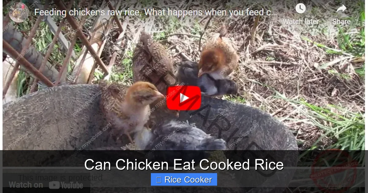 Can Chicken Eat Cooked Rice