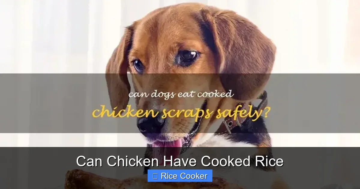 Can Chicken Have Cooked Rice