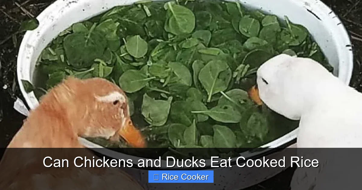 Can Chickens and Ducks Eat Cooked Rice