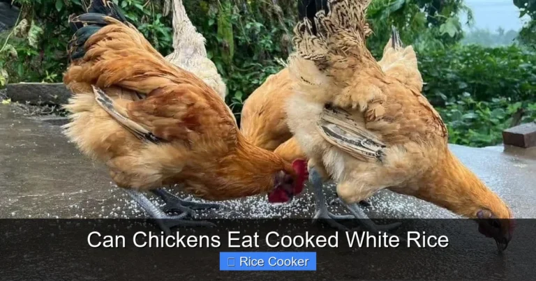Can Chickens Eat Cooked White Rice