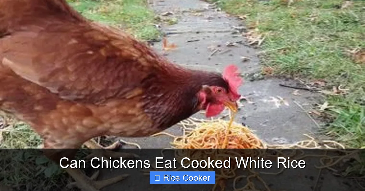 Can Chickens Eat Cooked White Rice