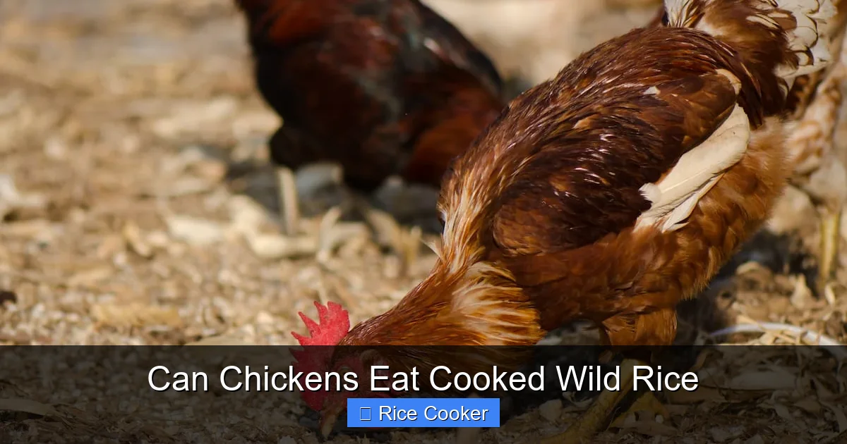 Can Chickens Eat Cooked Wild Rice