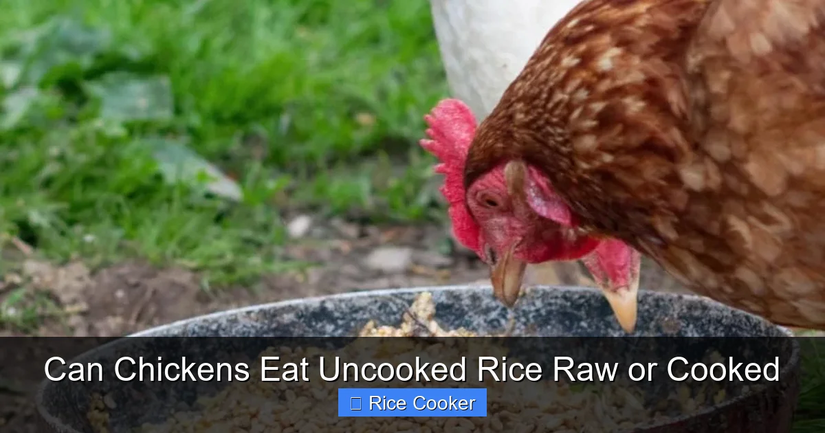 Can Chickens Eat Uncooked Rice Raw or Cooked