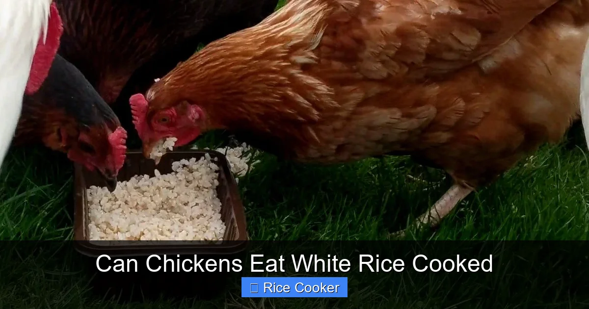 Can Chickens Eat White Rice Cooked