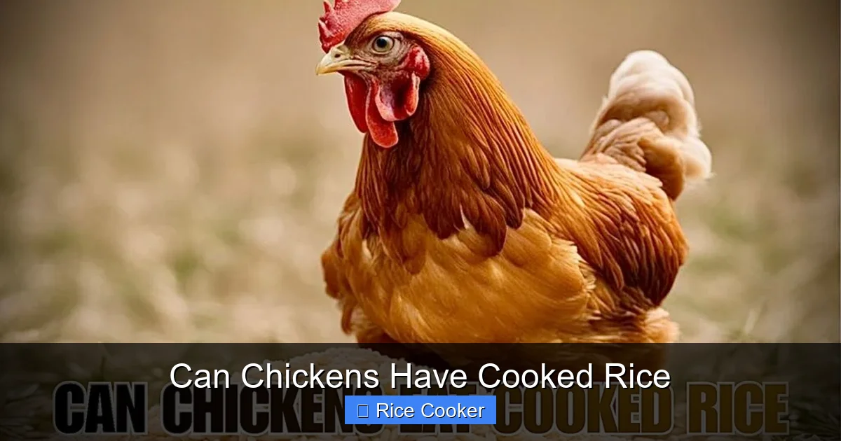 Can Chickens Have Cooked Rice