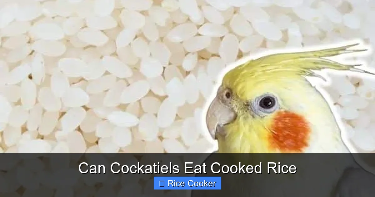 Can Cockatiels Eat Cooked Rice