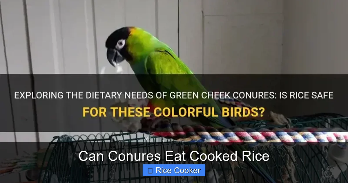 Can Conures Eat Cooked Rice