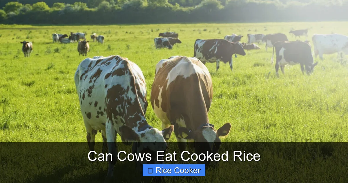 Can Cows Eat Cooked Rice