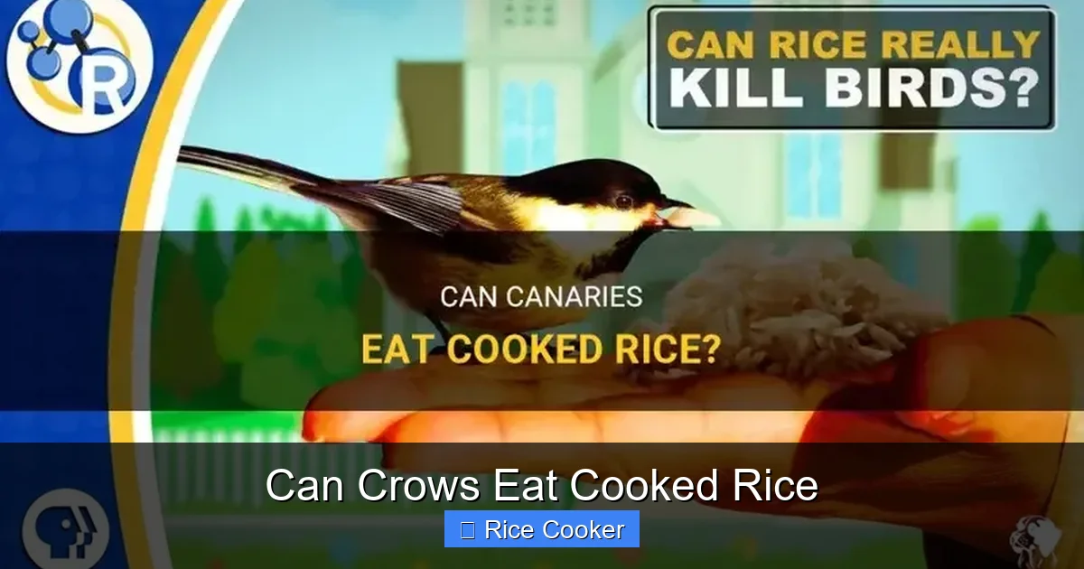 Can Crows Eat Cooked Rice