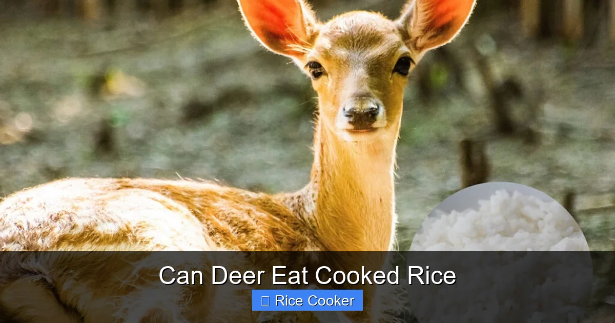 Can Deer Eat Cooked Rice