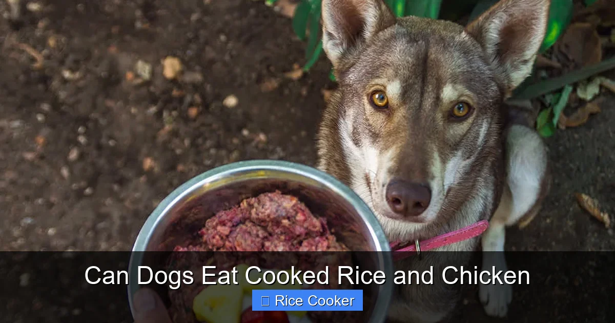 Can Dogs Eat Cooked Rice and Chicken