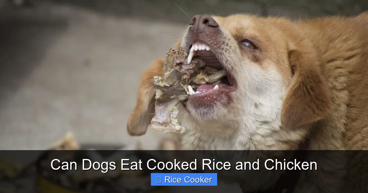 Can Dogs Eat Cooked Rice and Chicken