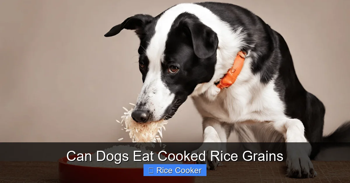 Can Dogs Eat Cooked Rice Grains