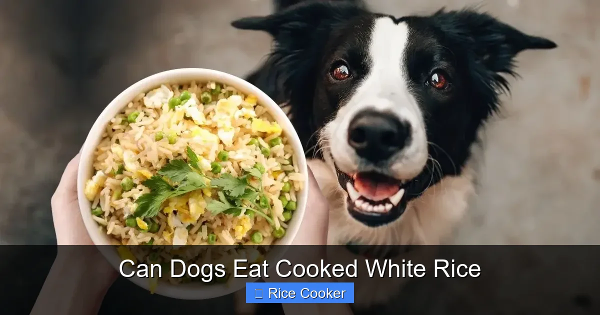 Can Dogs Eat Cooked White Rice