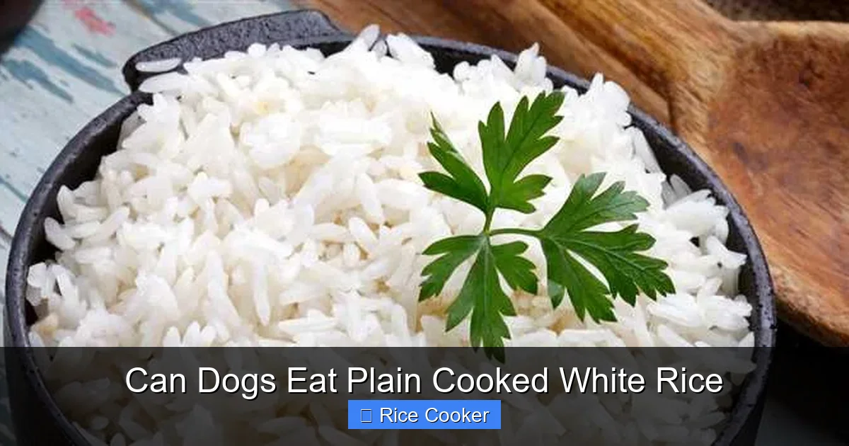 Can Dogs Eat Plain Cooked White Rice