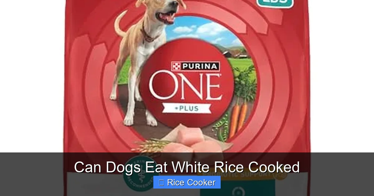 Can Dogs Eat White Rice Cooked