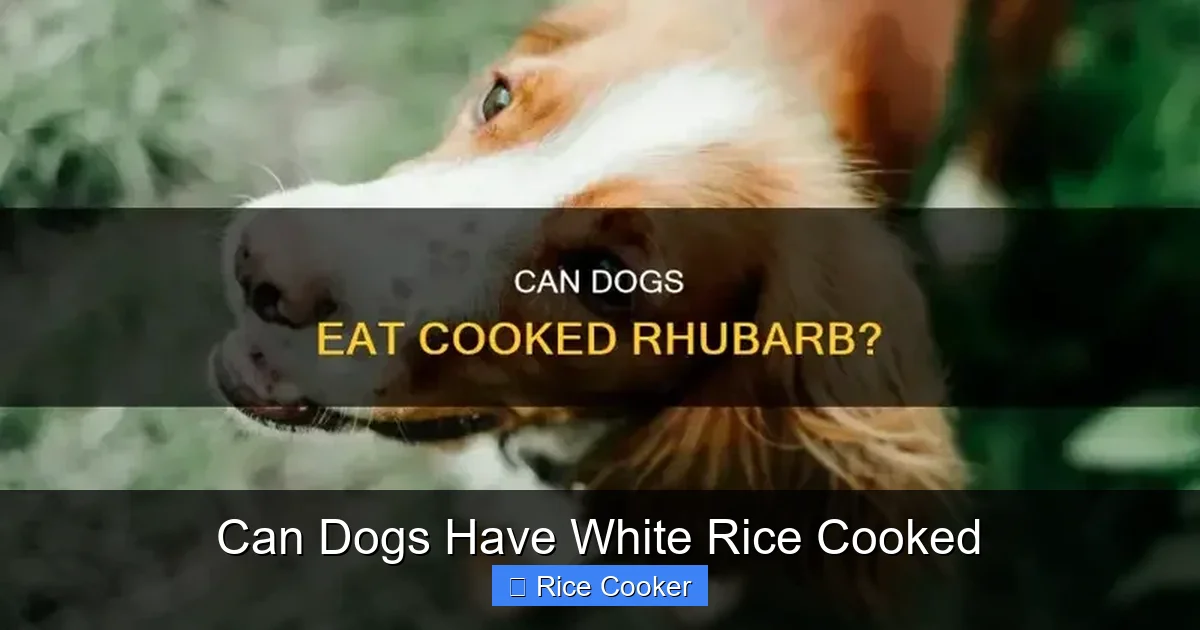 Can Dogs Have White Rice Cooked
