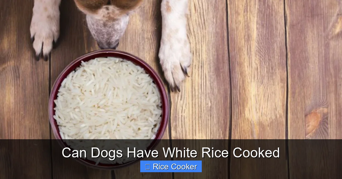 Can Dogs Have White Rice Cooked