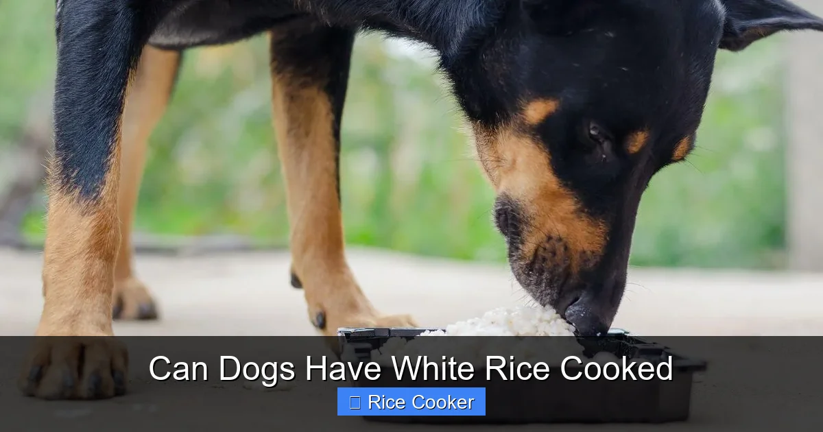 Can Dogs Have White Rice Cooked