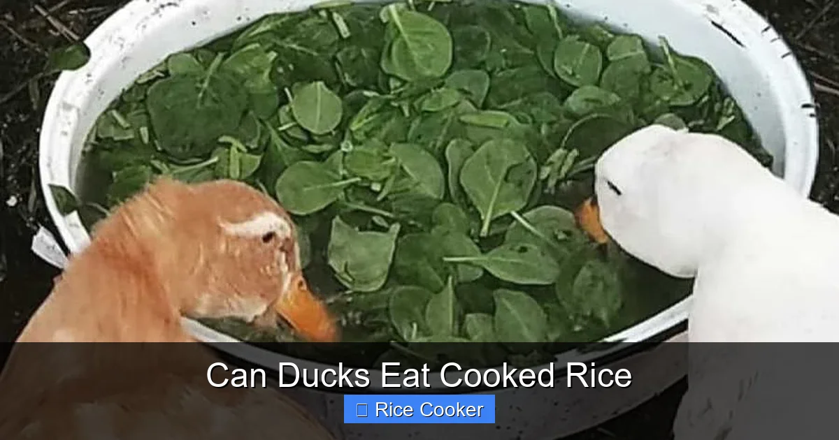 Can Ducks Eat Cooked Rice