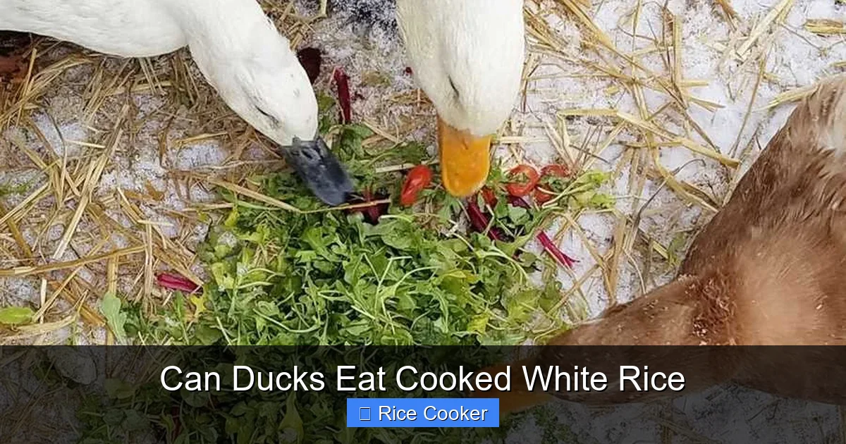 Can Ducks Eat Cooked White Rice