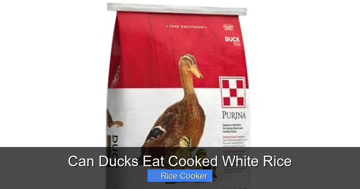 Can Ducks Eat Cooked White Rice