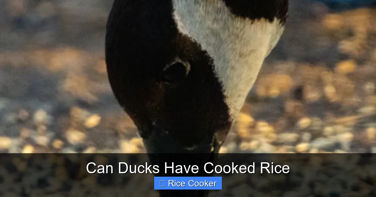 Can Ducks Have Cooked Rice