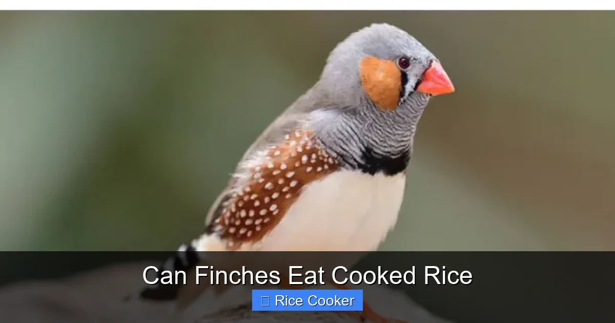 Can Finches Eat Cooked Rice