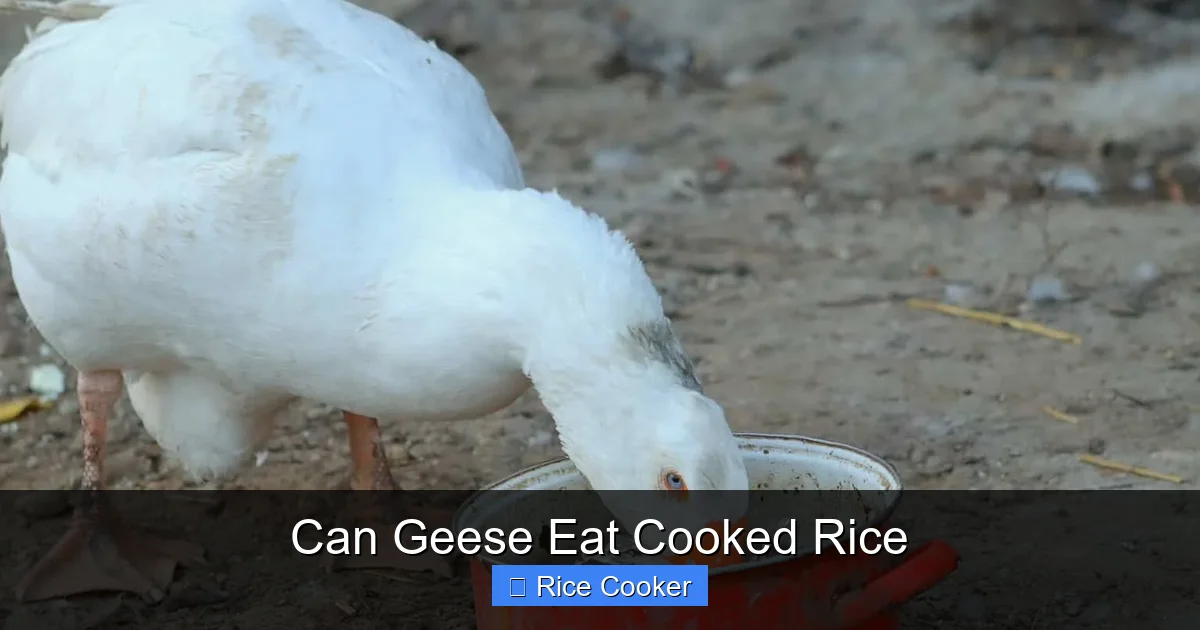 Can Geese Eat Cooked Rice
