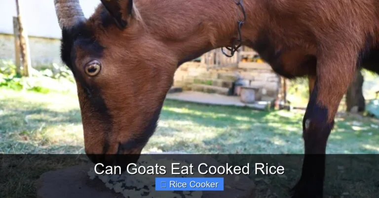 Can Goats Eat Cooked Rice