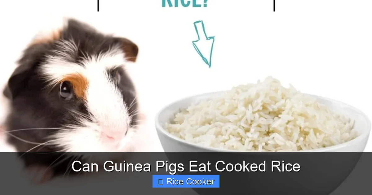 Can Guinea Pigs Eat Cooked Rice