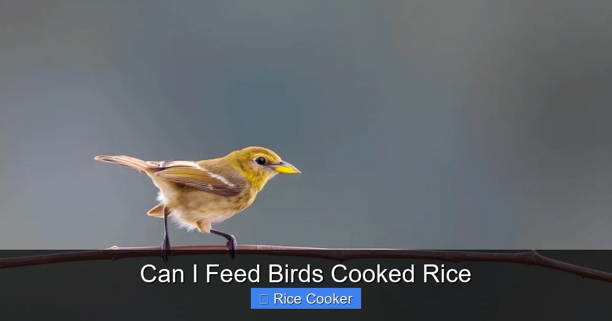 Can I Feed Birds Cooked Rice