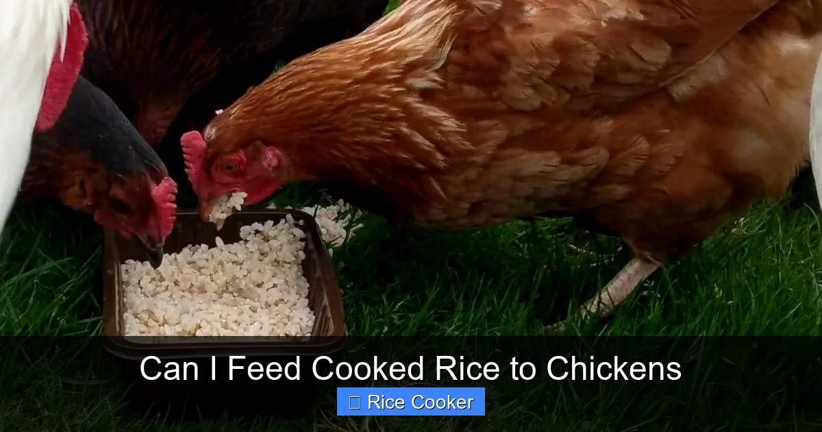 Can I Feed Cooked Rice to Chickens