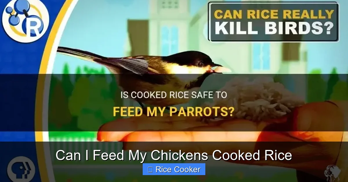 Can I Feed My Chickens Cooked Rice
