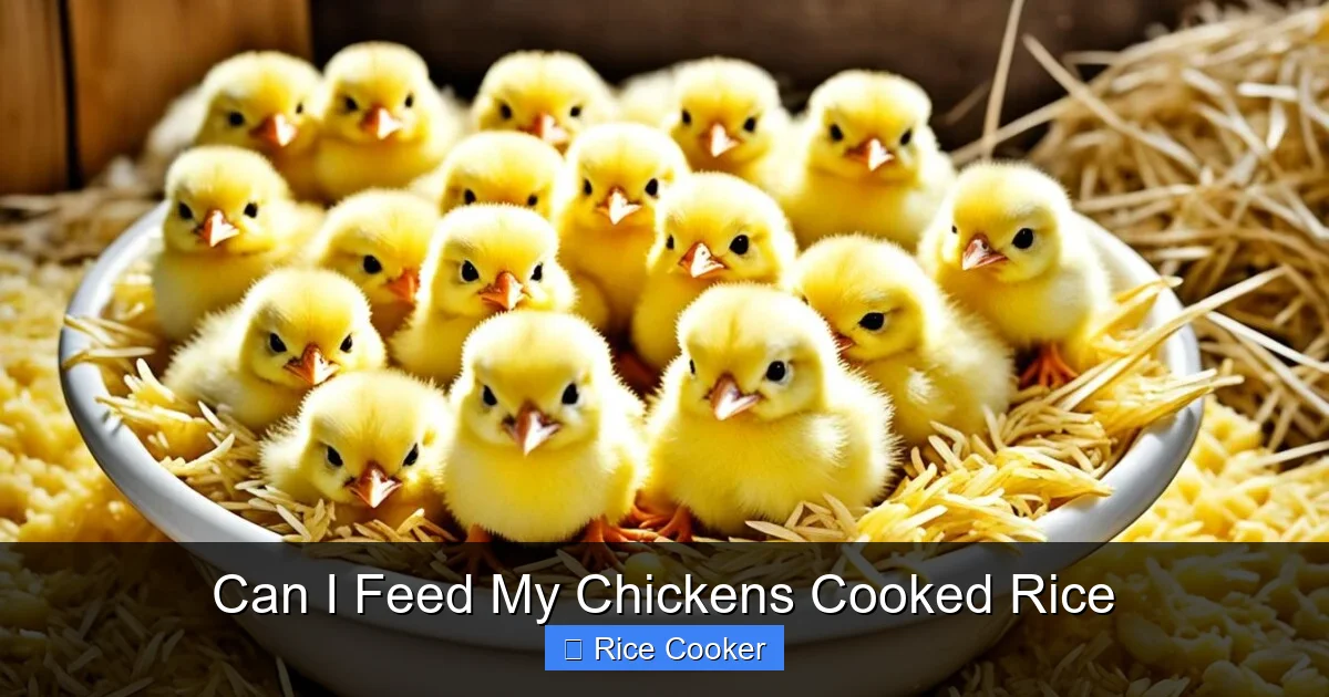Can I Feed My Chickens Cooked Rice