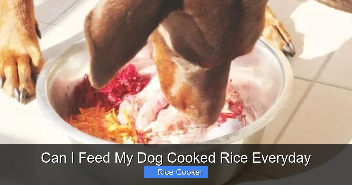 Can I Feed My Dog Cooked Rice Everyday