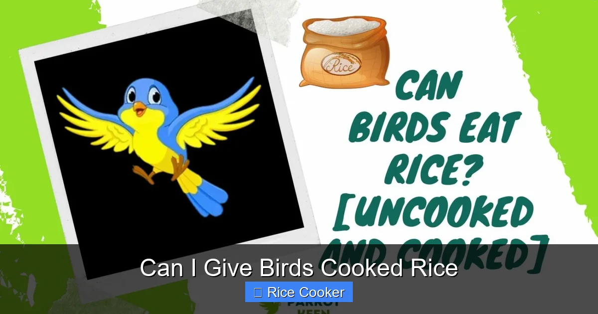 Can I Give Birds Cooked Rice