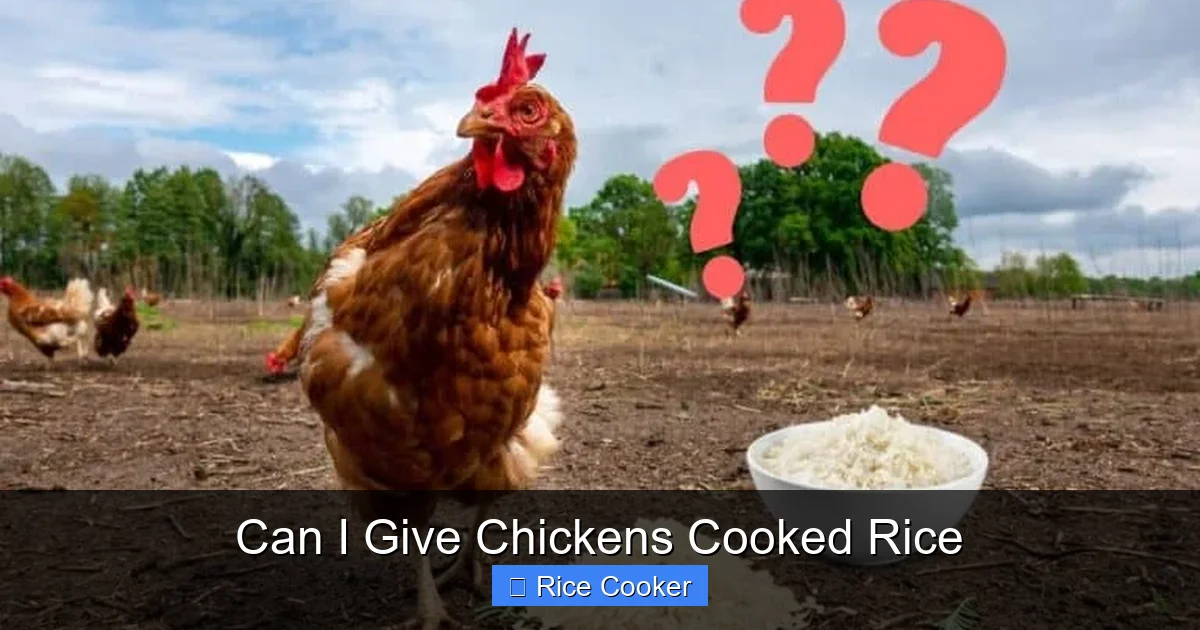 Can I Give Chickens Cooked Rice