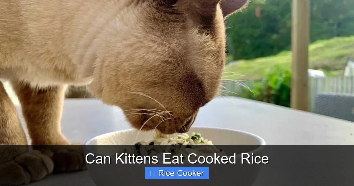 Can Kittens Eat Cooked Rice
